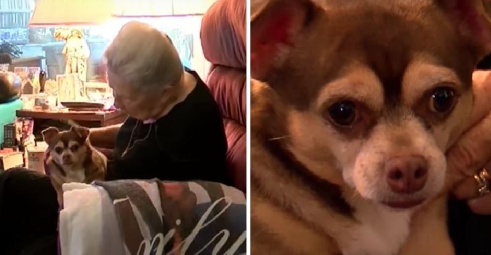 Un perrito rescatado no paró de ladrar durante más de 5 horas para salvar a su dueña de 92 años Un perrito rescatado no paró de ladrar durante más de 5 horas para salvar a su dueña de 92 años