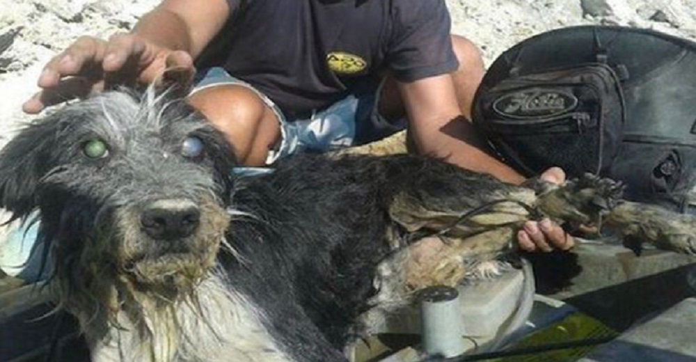 Atan y arrojan a un perro anciano y ciego a un río, pero su última hora no había llegado