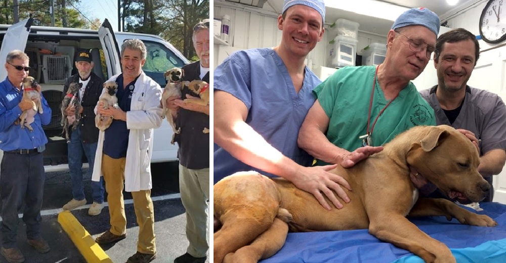 Un cirujano operaba GRATIS decenas de perros pero un grupo de veterinarios lo denunciaron Un cirujano operaba GRATIS decenas de perros pero un grupo de veterinarios lo denunciaron