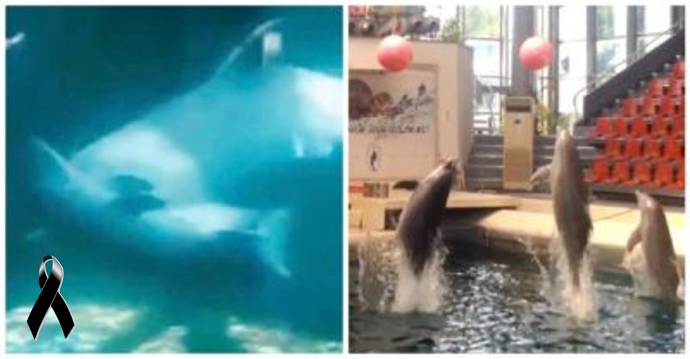 Un bebé delfín sobrecargado de trabajo muere en pleno espectáculo de “entretenimiento”
