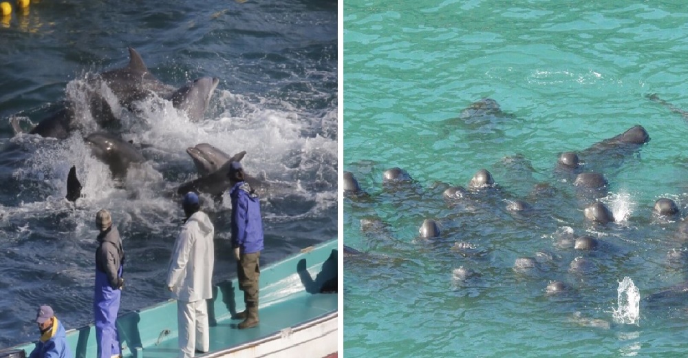 Delfines se frotan y consuelan tras varias horas siendo arrastrados antes de ser sacrificados