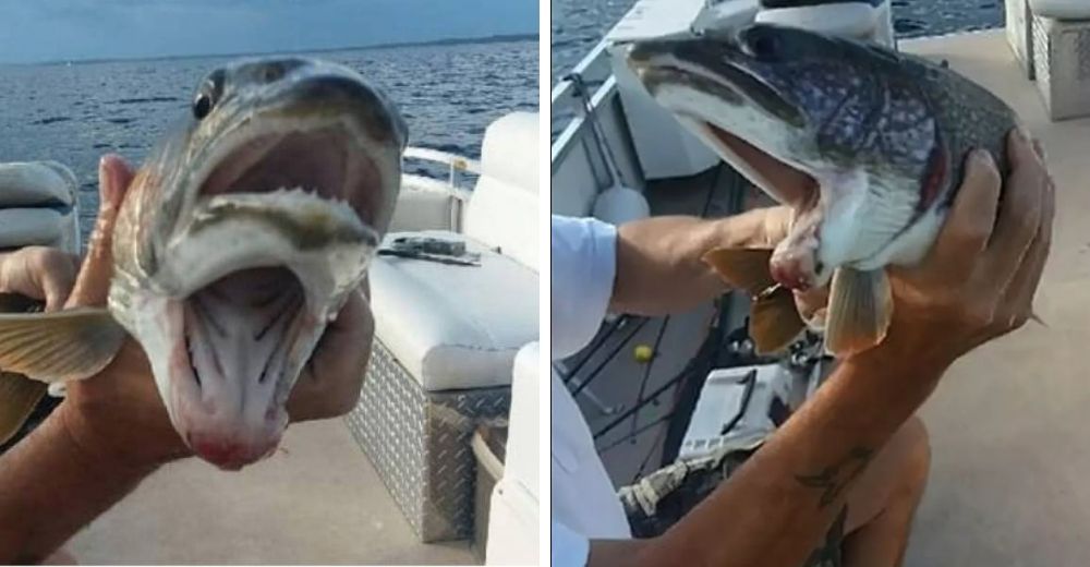 Las insólitas imágenes de una misteriosa criatura con dos bocas capturadas por una pescadora