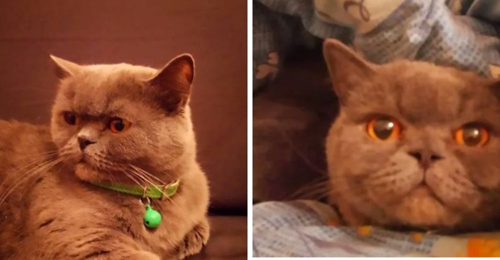 Un hombre pone a la venta a su m铆stica gatita que protege de la infidelidad y cura la resaca Un hombre pone a la venta a su m铆stica gatita que protege de la infidelidad y cura la resaca