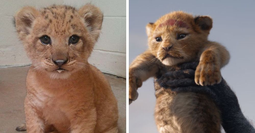 Bahati, la adorable cachorra que fue inspiraci贸n de Disney para crear a Simba del Rey Le贸n 2019 Bahati, la adorable cachorra que fue inspiraci贸n de Disney para crear a Simba del Rey Le贸n 2019