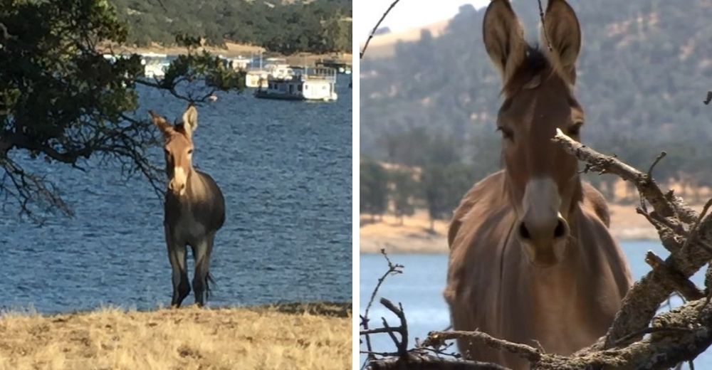 Rescatan a Hillary, la burrita que vivió sola durante 2 años en un islote en medio de un lago Rescatan a Hillary, la burrita que vivió sola durante 2 años en un islote en medio de un lago