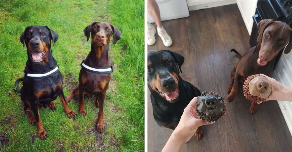 Joven pide pasteles con la nariz de sus perritos para su cumpleaños y el resultado es adorable Joven pide pasteles con la nariz de sus perritos para su cumpleaños y el resultado es adorable