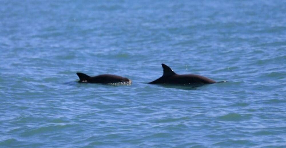 El avistamiento de seis vaquitas marinas en aguas mexicanas que conmueve a las redes