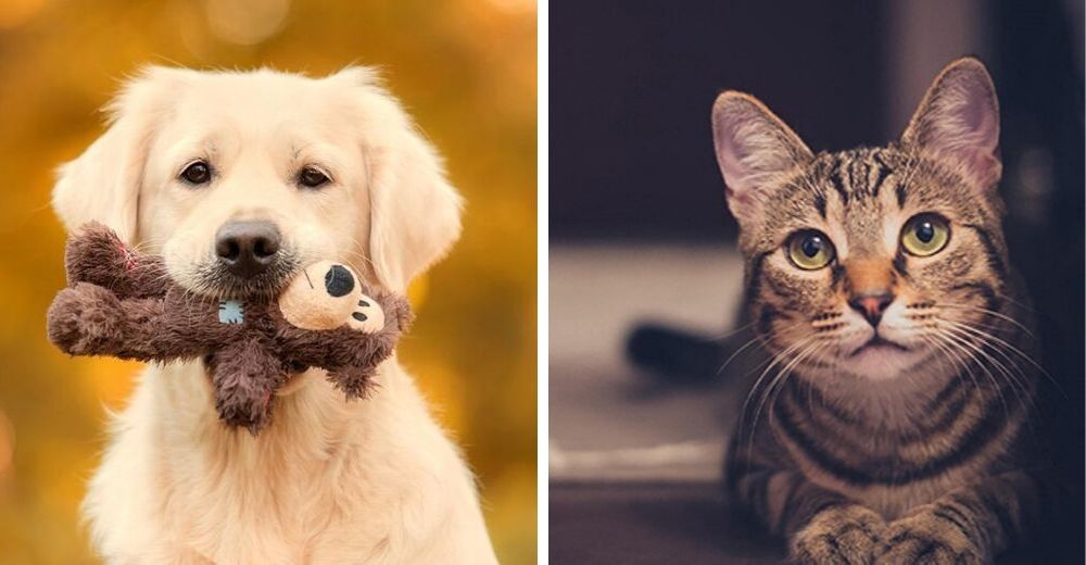 En este estado anuncian que está prohibido sacrificar a los animales en los refugios En este estado anuncian que está prohibido sacrificar a los animales en los refugios