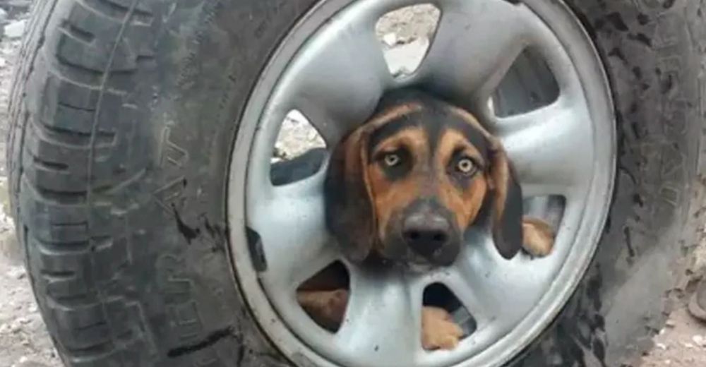 Una mujer y un grupo de bomberos rescatan a un perrito de una peligrosa situación Una mujer y un grupo de bomberos rescatan a un perrito de una peligrosa situación