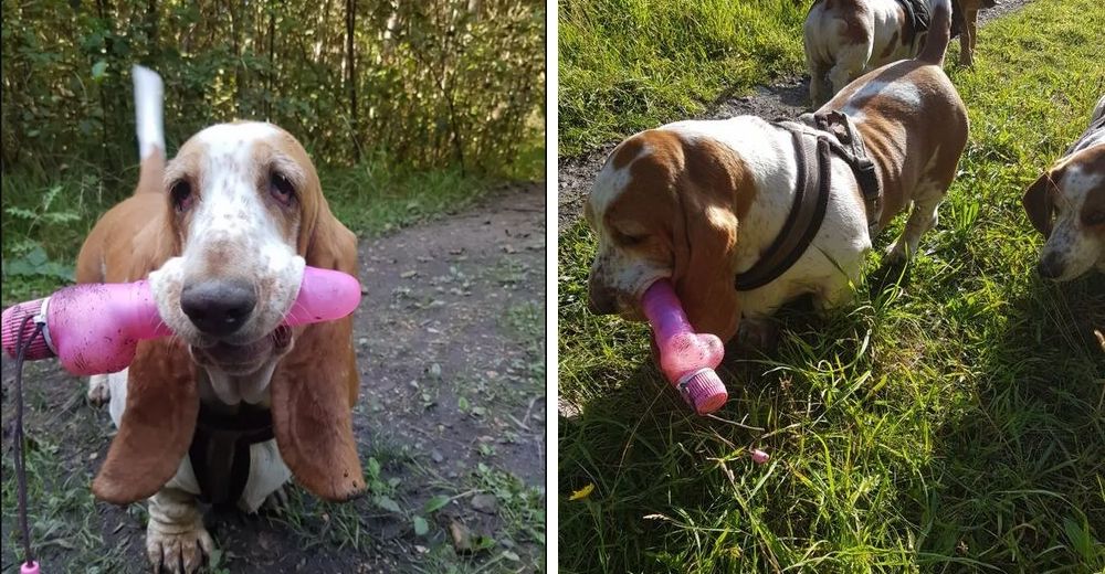 Un travieso perrito se rehúsa a separarse de un gigantesco juguete para adultos Un travieso perrito se rehúsa a separarse de un gigantesco juguete para adultos