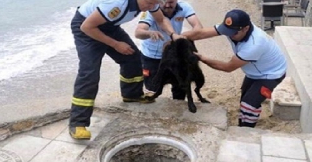 Heroico perro y bomberos trabajan juntos para salvar a sus cachorros del agujero de drenaje Heroico perro y bomberos trabajan juntos para salvar a sus cachorros del agujero de drenaje