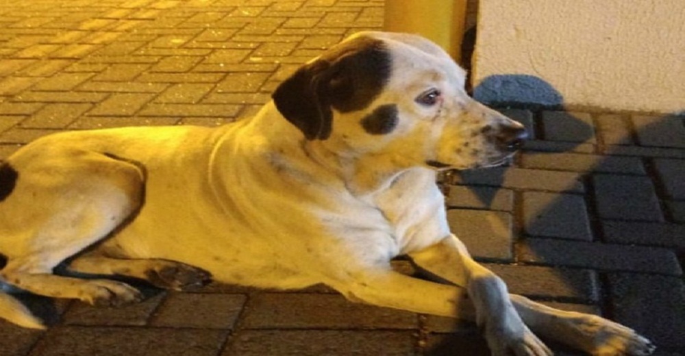 Perrito callejero corre kilómetros siguiendo a la ambulancia que llevaba a su dueño atropellado Perrito callejero corre kilómetros siguiendo a la ambulancia que llevaba a su dueño atropellado