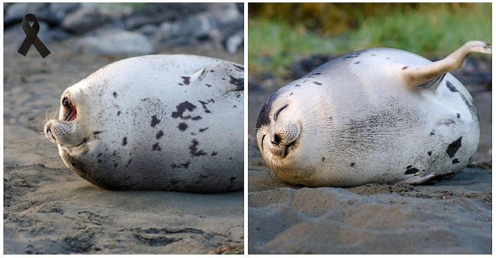 Una sonriente foca arpa muere días después de que unos turistas hicieron todo por una selfie