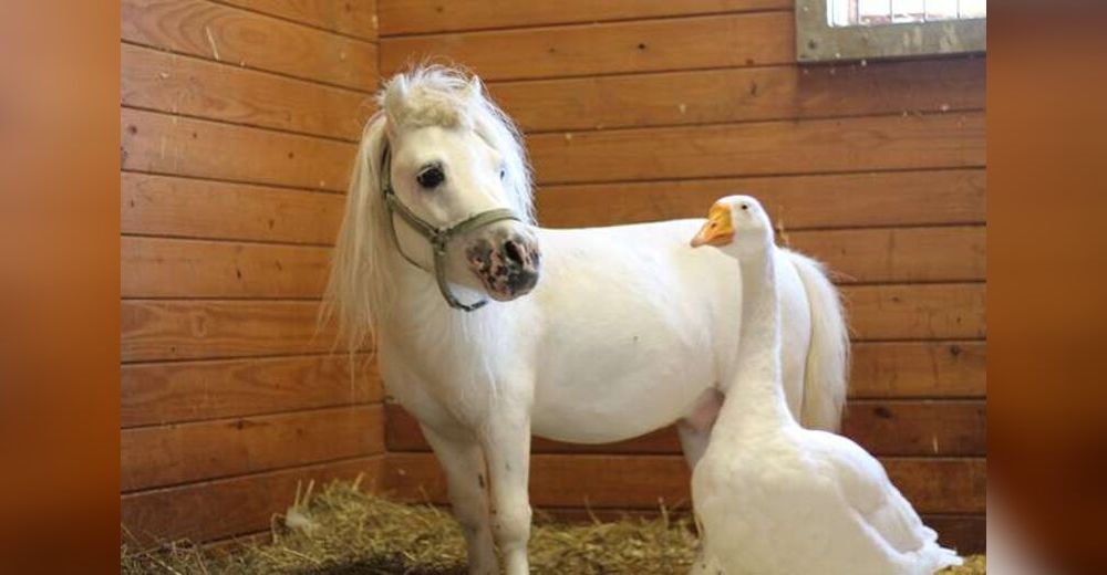 Caballo y ganso rescatados en pésimas condiciones se vuelven inseparables y cumplen su sueño Caballo y ganso rescatados en pésimas condiciones se vuelven inseparables y cumplen su sueño
