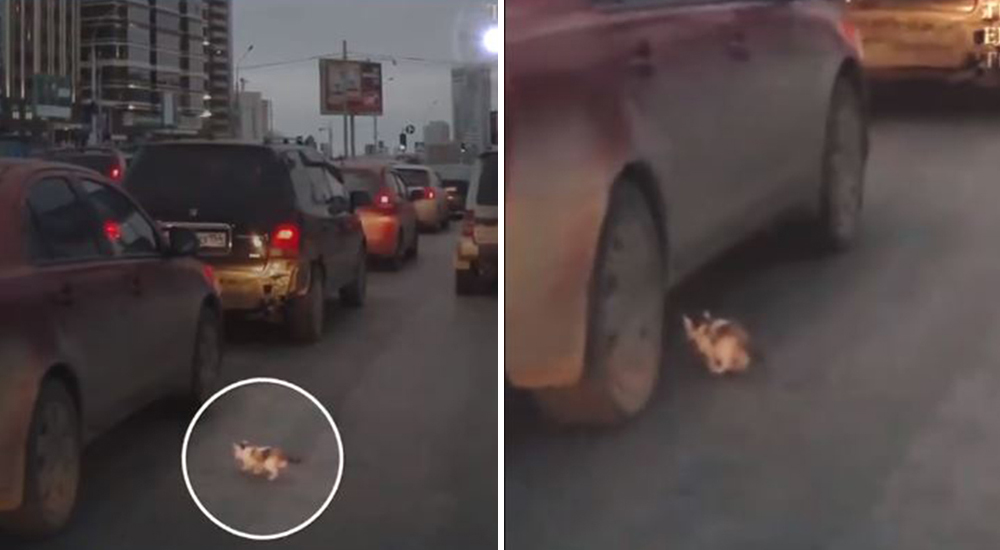 Estuvo a milímetros de perder la vida bajo un auto pero un ángel apareció para cambiar su vida Estuvo a milímetros de perder la vida bajo un auto pero un ángel apareció para cambiar su vida