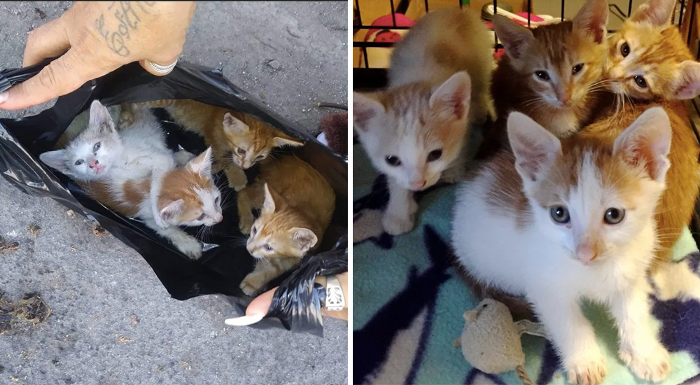 Hallan una camada de gatitos en una bolsa–Se conmovieron tanto que regresaron a buscar a su mamá Hallan una camada de gatitos en una bolsa–Se conmovieron tanto que regresaron a buscar a su mamá