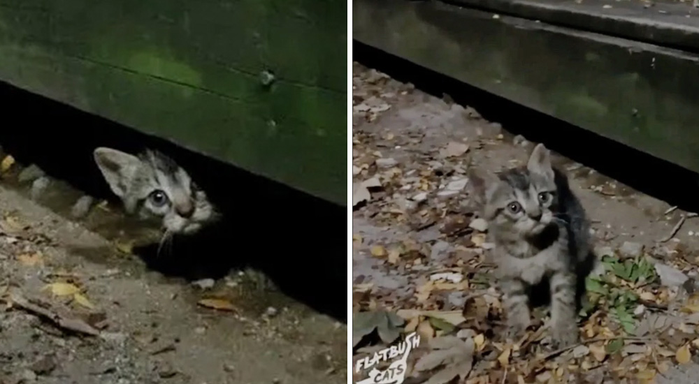 Un curioso gatito asoma la cabeza y se convierte en la pieza clave para salvar a toda su familia Un curioso gatito asoma la cabeza y se convierte en la pieza clave para salvar a toda su familia