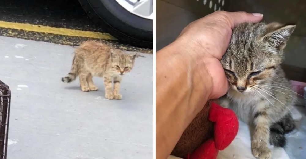 Una gatita en la acera pedía ayuda pero todos pasaban de largo, hasta que una mujer se detuvo Una gatita en la acera pedía ayuda pero todos pasaban de largo, hasta que una mujer se detuvo