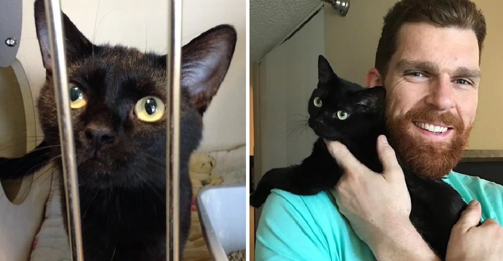 Tras meses en el refugio un gatito se aferra al cuello de un hombre para pedirle que lo adopte Tras meses en el refugio un gatito se aferra al cuello de un hombre para pedirle que lo adopte