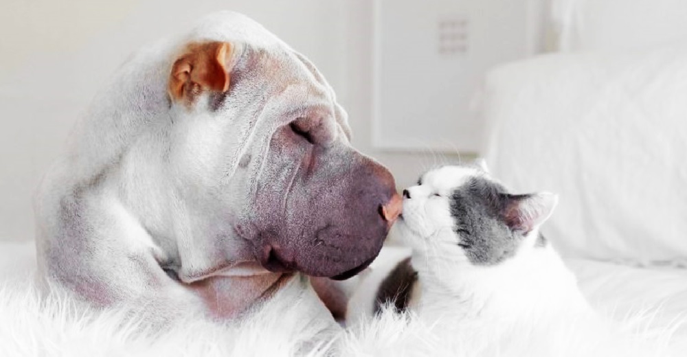 Un dulce sharpei se convierte en el protector de un gatito huérfano y las redes mueren de amor Un dulce sharpei se convierte en el protector de un gatito huérfano y las redes mueren de amor