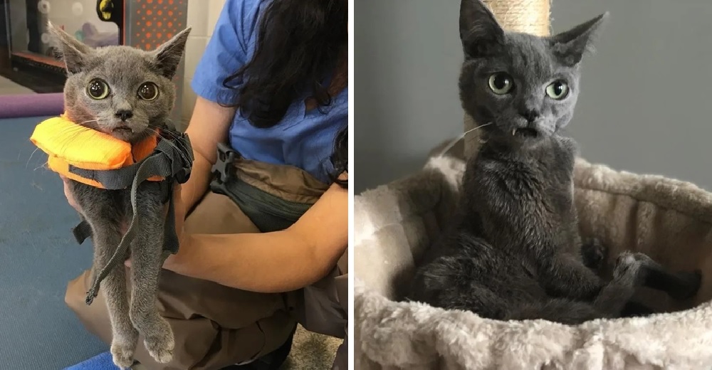 Un gatito con curiosos colmillos y una extraña condición genética encuentra la familia que soñó Un gatito con curiosos colmillos y una extraña condición genética encuentra la familia que soñó