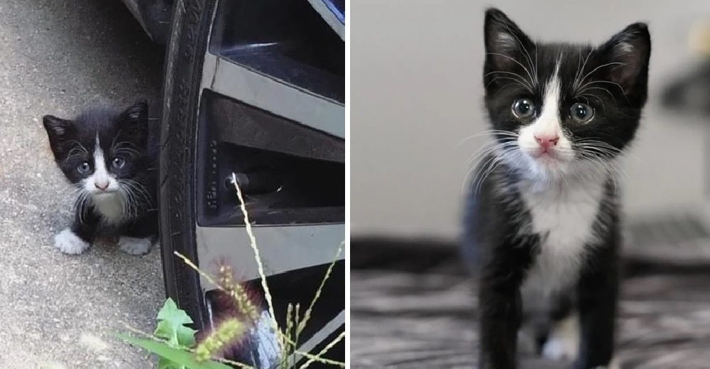 Una gatita que apareció de pronto en su patio trasero regresa a su casa en busca de ayuda Una gatita que apareció de pronto en su patio trasero regresa a su casa en busca de ayuda