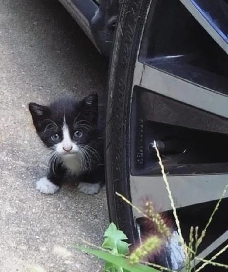 Una gatita que apareció de pronto en su patio trasero regresa a su casa