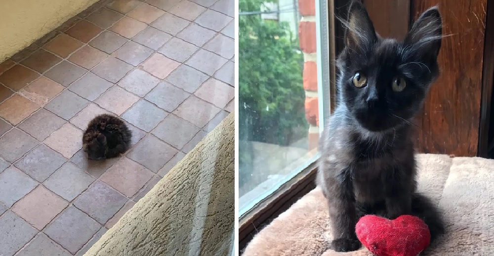 Pensaron que un gatito dormía plácidamente pero luego descubrieron lo grave que se encontraba Pensaron que un gatito dormía plácidamente pero luego descubrieron lo grave que se encontraba