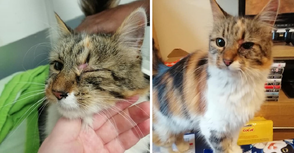 Alguien sin corazón utiliza pegamento para cerrar el ojo de una inocente y amorosa gatita Alguien sin corazón utiliza pegamento para cerrar el ojo de una inocente y amorosa gatita