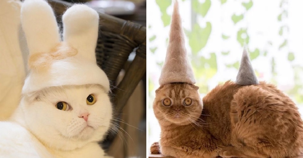 Cansados de barrer el pelaje de sus gatitos, comenzaron a crear graciosos sombreros para ellos Cansados de barrer el pelaje de sus gatitos, comenzaron a crear graciosos sombreros para ellos