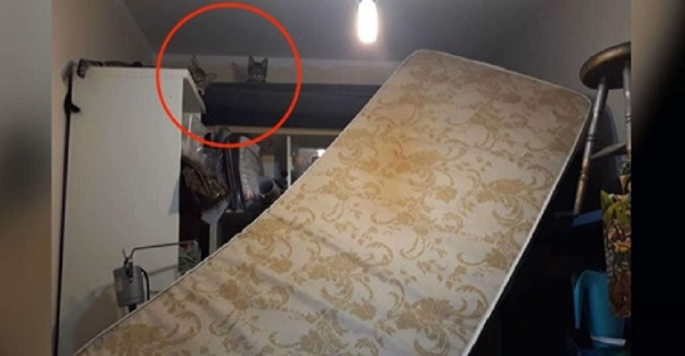 Los gatos «NO tienen idea» de cómo cayó el colchón desde el estante en el que están sentados Los gatos «NO tienen idea» de cómo cayó el colchón desde el estante en el que están sentados