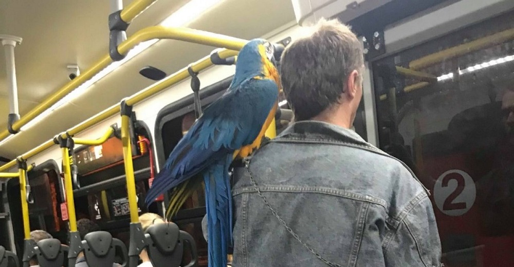 Aunque se lo prohíban este hombre está resuelto a ir a todas partes junto a su amado guacamayo