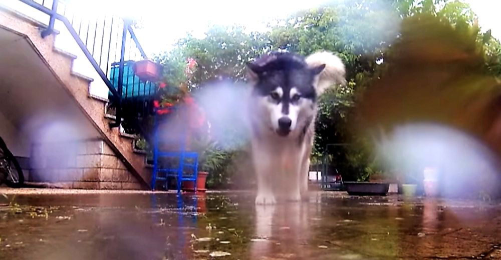Una astuta perrita roba la cámara de papá y hace su propia película jamás vista Una astuta perrita roba la cámara de papá y hace su propia película jamás vista