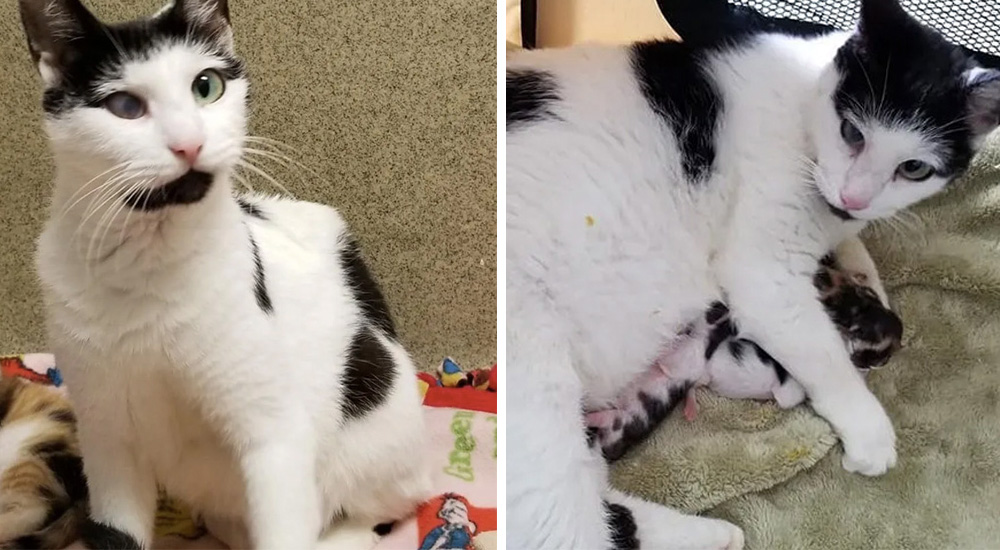 Gatita ciega no para de agradecer a los héroes que llegaron a tiempo para salvar a sus bebés Gatita ciega no para de agradecer a los héroes que llegaron a tiempo para salvar a sus bebés