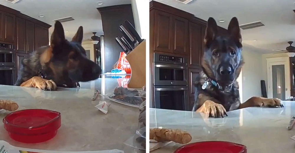 El perrito robaba la comida de la cocina y es atrapado en vídeo al escuchar una repentina voz El perrito robaba la comida de la cocina y es atrapado en vídeo al escuchar una repentina voz