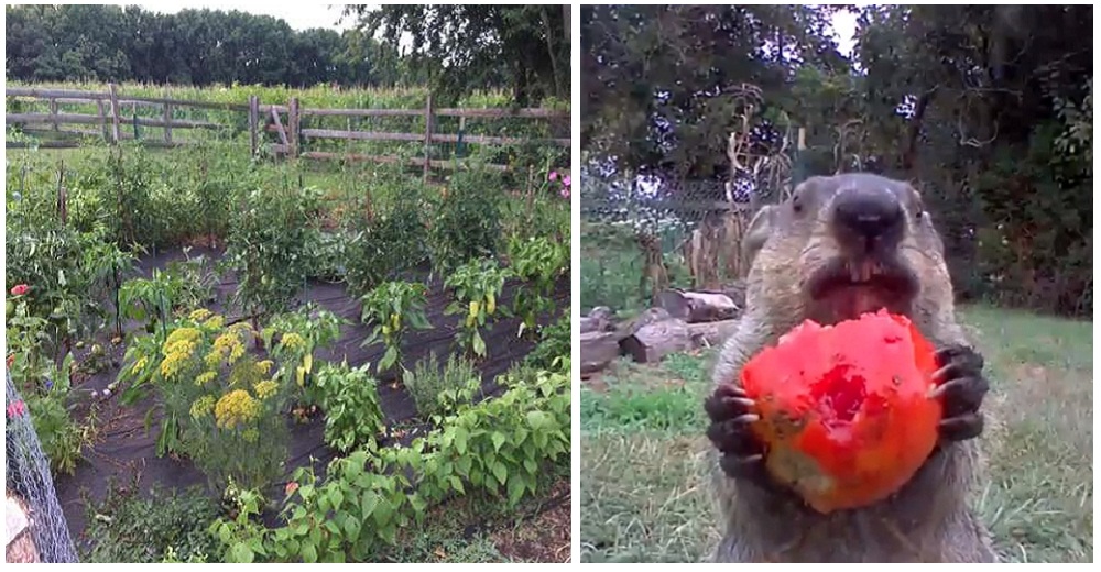 Un jardinero halla al ladrón que roba sus verduras y lejos de darle su merecido se enamora de él Un jardinero halla al ladrón que roba sus verduras y lejos de darle su merecido se enamora de él