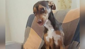La abuela buscaba desesperada su dentadura postiza mientras la perrita no dejaba de sonreír