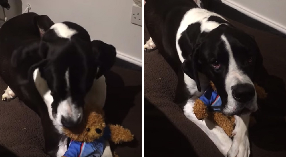 Este gran danés ama tanto a su osito de peluche que no está dispuesto a entregarlo Este gran danés ama tanto a su osito de peluche que no está dispuesto a entregarlo