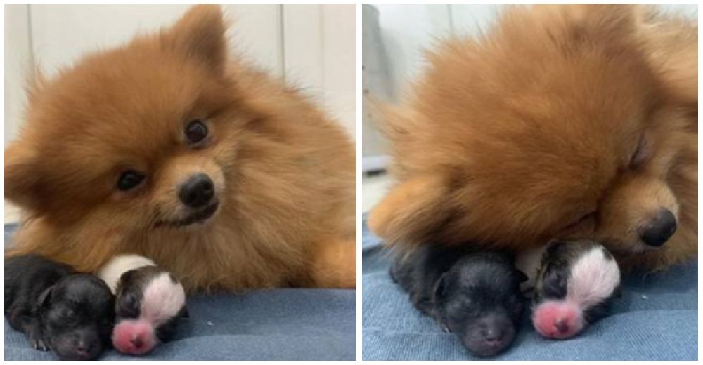 Amorosa mamá da a luz por primera vez y no puede ocultar su orgullo sonriendo con sus cachorros Amorosa mamá da a luz por primera vez y no puede ocultar su orgullo sonriendo con sus cachorros