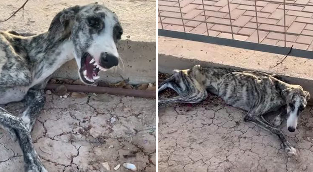 Una perrita galgo abandonada no dejaba de llorar pero días después sorprendió a sus rescatistas Una perrita galgo abandonada no dejaba de llorar pero días después sorprendió a sus rescatistas