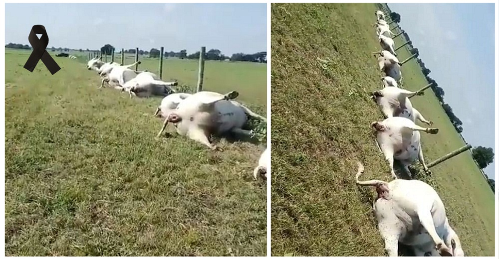 Un granjero advierte del peligro tras aparecer sus vacas sin vida apiladas en línea recta Un granjero advierte del peligro tras aparecer sus vacas sin vida apiladas en línea recta