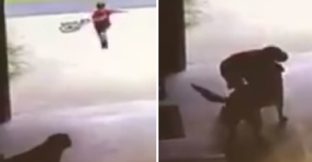 Un temeroso niño se cuela sigilosamente en la casa de su vecina para abrazar a su perrita Un temeroso niño se cuela sigilosamente en la casa de su vecina para abrazar a su perrita