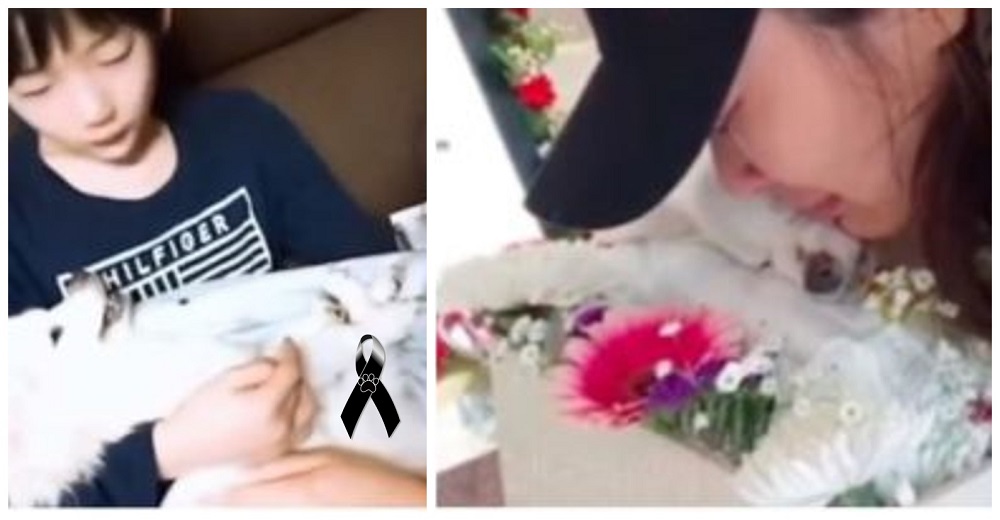 Desconsolada mujer despide a su perrito moribundo con cantos de amor hasta su último suspiro Desconsolada mujer despide a su perrito moribundo con cantos de amor hasta su último suspiro