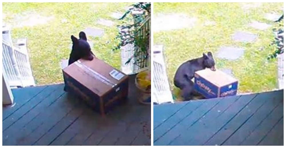 Un simpático osito es capturado por las cámaras de seguridad robando comida para perros Un simpático osito es capturado por las cámaras de seguridad robando comida para perros
