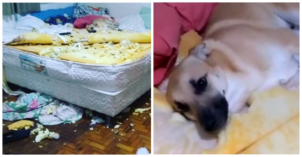 Perro adoptado recibe a su dueña con una terrible sorpresa: la habitación que acaba de destruir Perro adoptado recibe a su dueña con una terrible sorpresa: la habitación que acaba de destruir