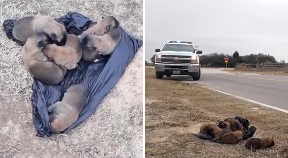 Ochos hermosos cachorros recién nacidos fueron arrojados desde un automóvil por un «monstruo» Ochos hermosos cachorros recién nacidos fueron arrojados desde un automóvil por un «monstruo»