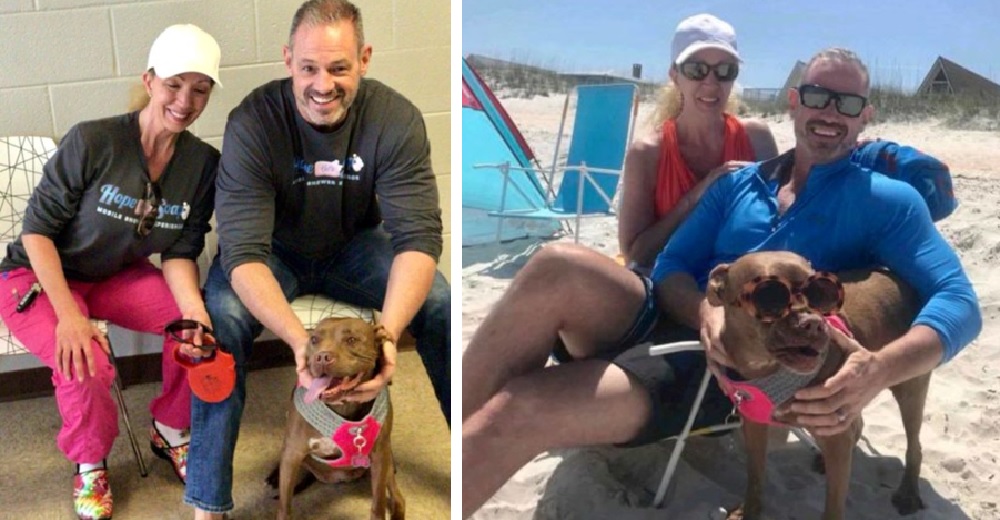 Querían acabar con ella por ser una perrita anciana y una “carga” pero por fin encuentra el amor