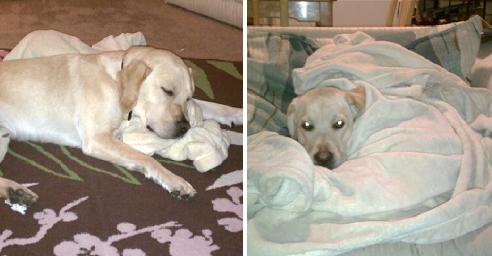 Tierno perrito se niega a separarse de su nuevo gran amor: una lujosa manta Tierno perrito se niega a separarse de su nuevo gran amor: una lujosa manta