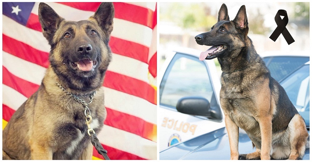 Un perrito policía pierde la vida tras ser dejado a su suerte en un auto caliente Un perrito policía pierde la vida tras ser dejado a su suerte en un auto caliente