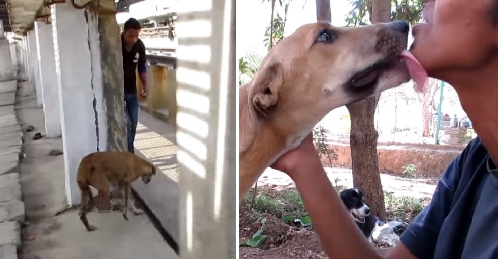 Perrita que lloró buscando ayuda tras ser herida por un tren, ahora no para de mover su colita